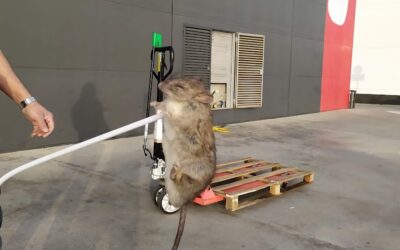 Dératisation à Béziers | Solution contre les rats et souris